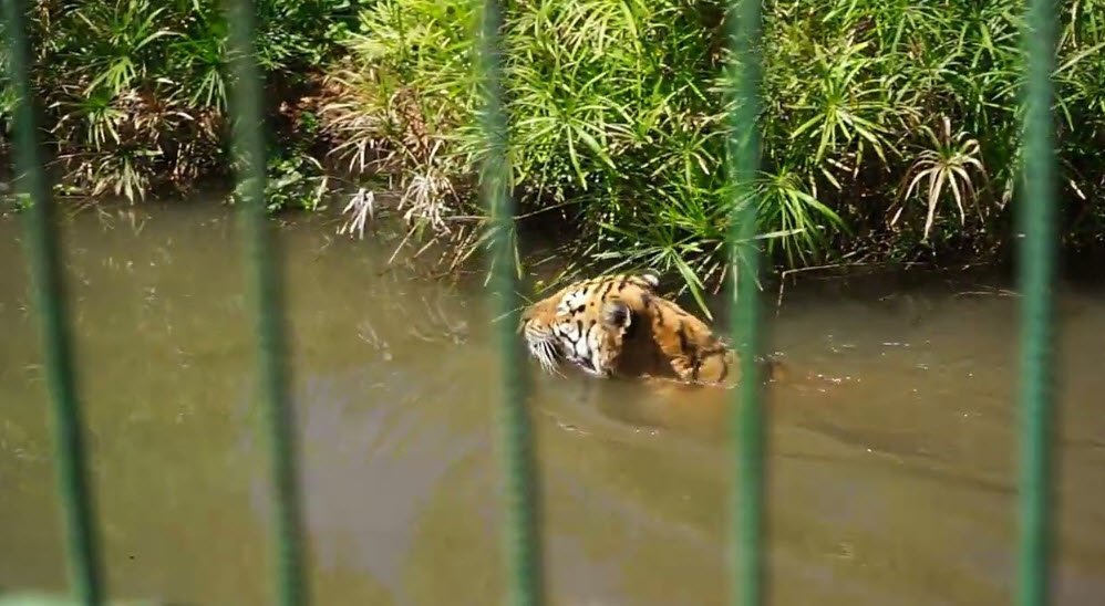 Lubumbashi Zoo, Lubumbashi, Haut-Katanga Province, DR Congo